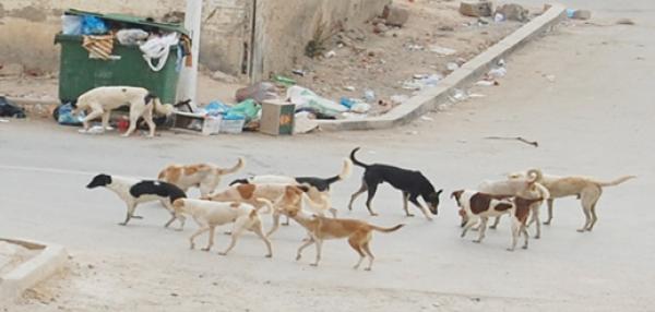 مجلس مدينة البئرالجديد يحدد 400 ألف درهم كميزانية مخصصة لمحاربة الكلاب الضالة