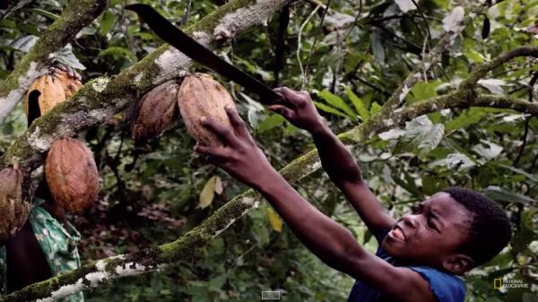 مخاوف من شُح الكاكاو عالمياً بسبب غزارة الأمطار في ساحل العاج