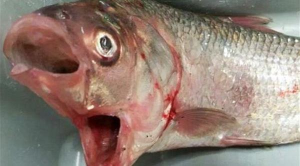 صياد يعثر على سمكة بفمين في أستراليا