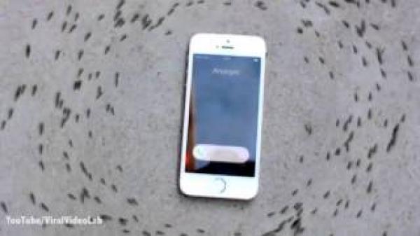 بالفيديو: هل يمكن التحكم في النمل عن طريق "آي فون"؟