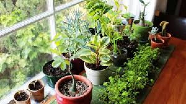 أهم فوائد بعض النباتات المنزلية
