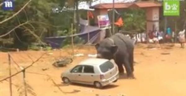 بالفيديو.. فيل غاضب يحطم سيارة داخل مهرجان هندي