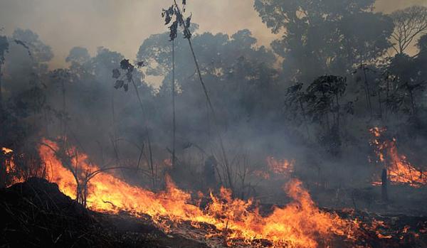 الاحتباس الحراري يسرع اختفاء غابات الأمازون