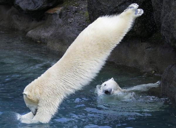 دراسة: الحمض النووي في الدب القطبي يعالج السمنة