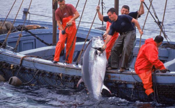 وزارة الصيد البحري تعرضت لعملية نصب كلفت الدولة 4 مليارات سنتيم