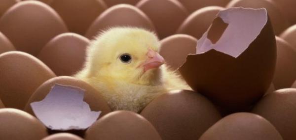 هل تساءلت كيف يتنفس الكتكوت داخل البيضة؟