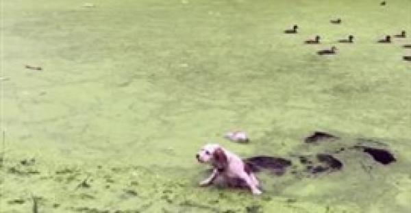 بالفيديو.. كلب يتعرض لمفاجأة صادمة أثناء مهاجمته لسرب بط