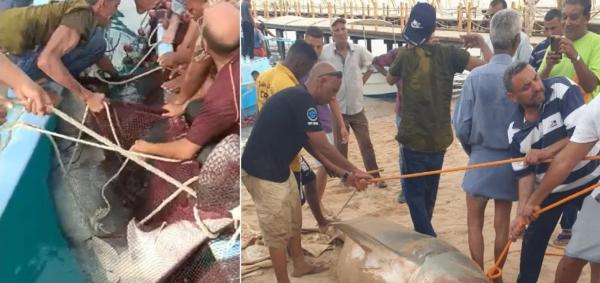 بعد التهامها لسائح روسي.. مصير غير متوقع لسمكة القرش "القاتلة" المصطادة من طرف الصيادين المصريين بالغردقة؟