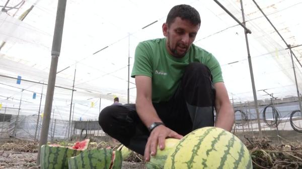 بطريقة غير متوقعة..فلاح إسباني يتخلص من محصوله من "الدلاح" بسبب المنافسة المغربية(فيديو)