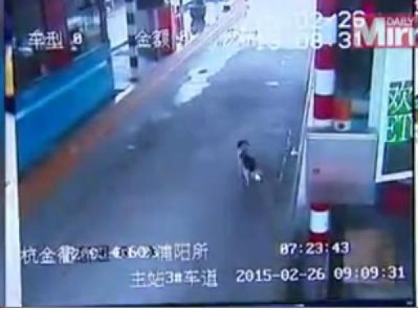 بالفيديو: كلب وفي يطارد السيارات بحثاً عن صاحبه