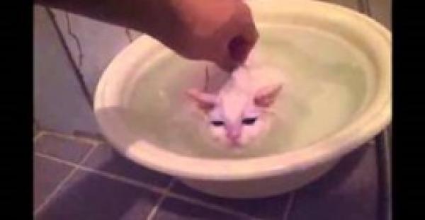 بالفيديو.. قطة ترفض الخروج من حمام دافئ