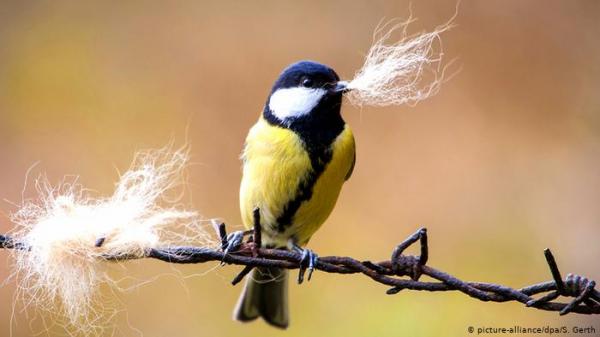 طيور تبني أعشاشها على حساب راحة حيوانات أخرى!