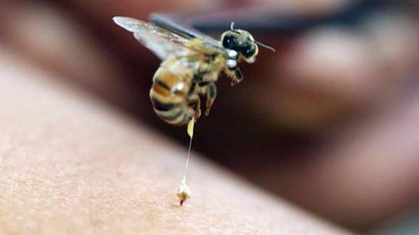 للمرة الثانية تواليا.. محافظة مصرية تسجل حالة وفاة أخرى بسبب لسعة نحلة