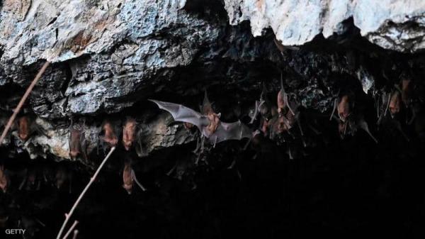 باحثون: الخفافيش تؤوي 6 سلالات جديدة من فيروسات كورونا