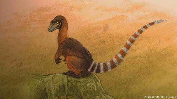 ديناصور مغطى بالريش وبحجم حيوان الراكون يحير العلماء