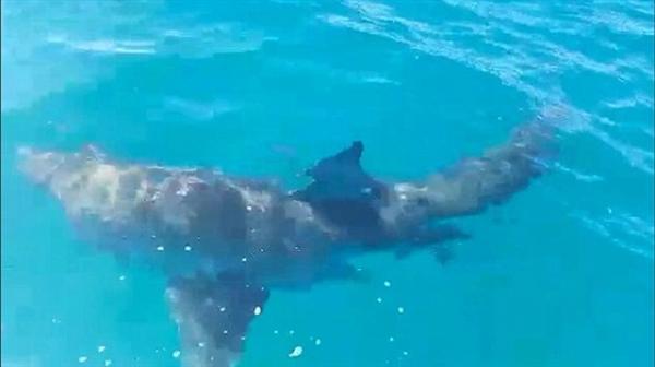 بالفيديو .. سمكة قرش جائعة تهاجم قاربًا في أستراليا