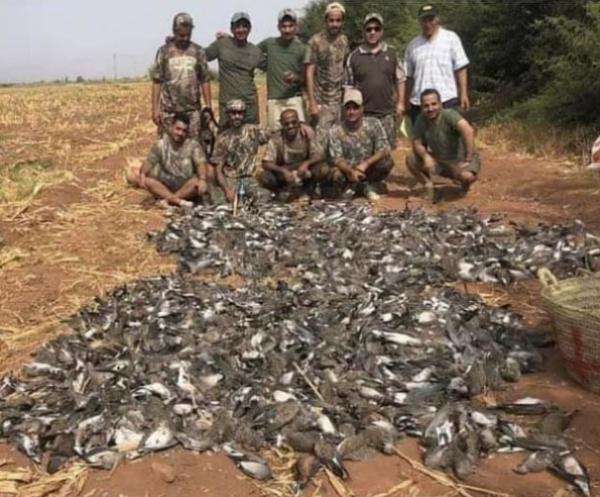 فيديو مروع للجريمة التي نفذها خليجيون في حق مئات الطيور نواحي مراكش