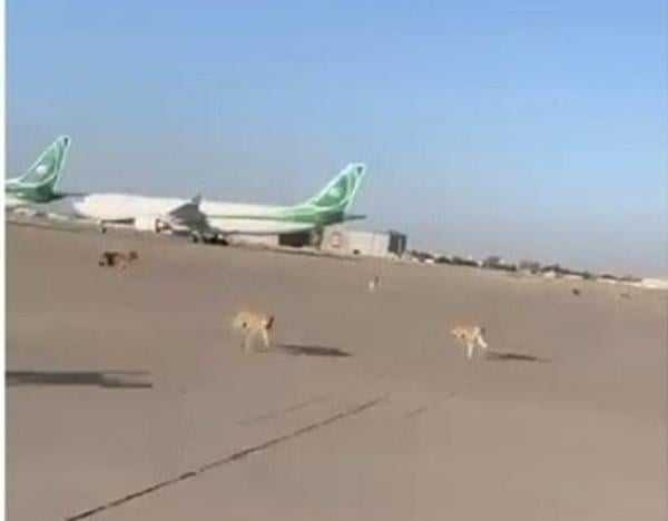 كلاب ضالة تغزو مطارالعاصمة العراقية وتطارد الطائرات(فيديو)
