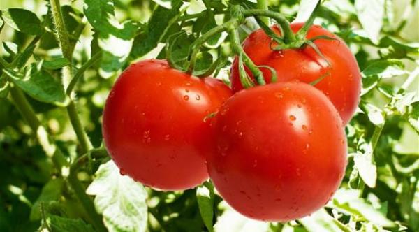 7 استخدامات موضعية للطماطم لعلاج البشرة والشعر