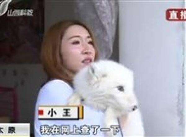 بالفيديو: تكتشف أن كلبها المدلل ما هو إلا ثعلب بعد عام كامل