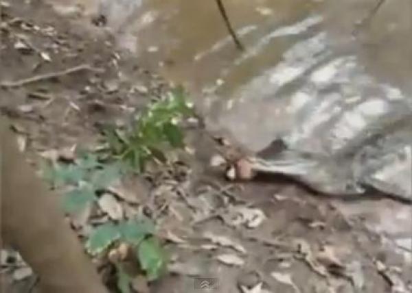 بالفيديو: هجوم تمساح على أفعى كهربائية يؤدي إلى مصرعه في الحال