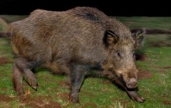 ورزازات: هجوم الخنزير البري يصيب العشرات بجروح متفاوتة، ويبعث الرعب بالمنطقة