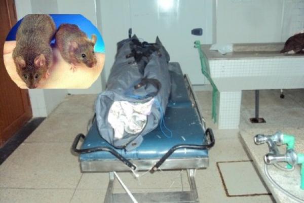 الفئران تنهش جثة مهاجر مغربي بإيطاليا والشرطة تكشف تفاصيل الواقعة