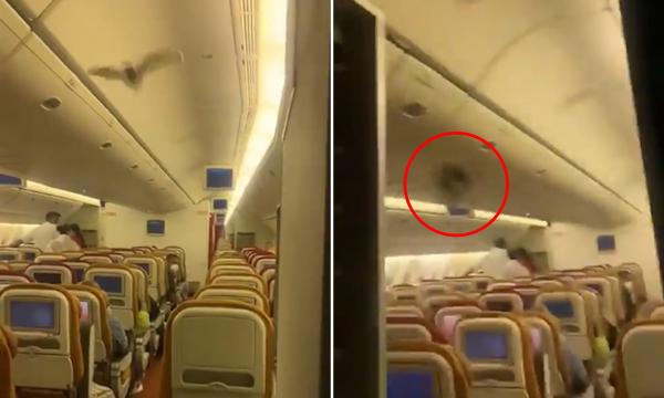 خفاش يثير حالة من الفوضى داخل احدى الطائرات ويجبرها على العودة الى المطار (فيديو)