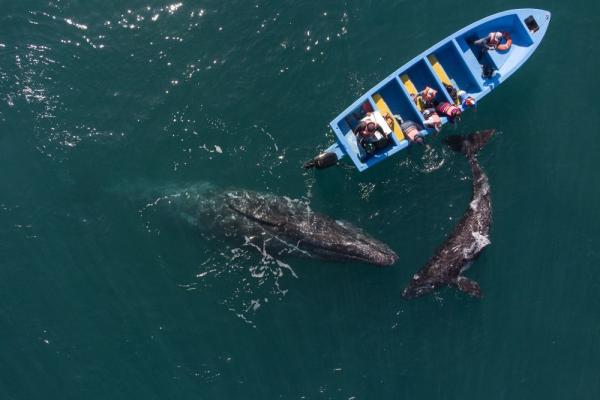 سرب من الحيتان الضخمة تقوم بمحاصرة قارب (فيديو)