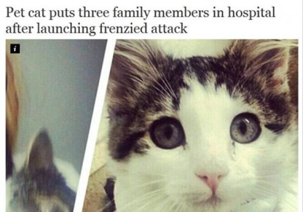 قطة تضع أسرة كاملة في المستشفى ببريطانيا