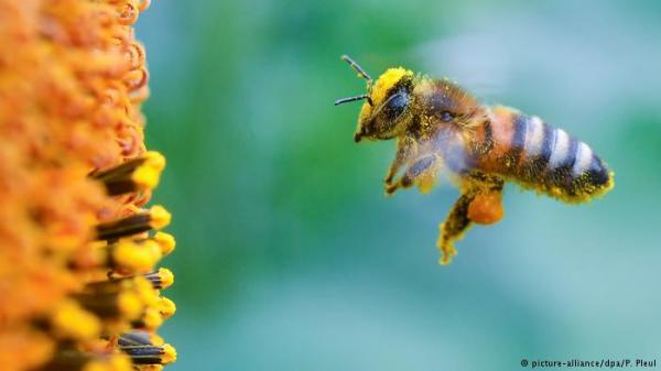 الاتحاد الأوروبي يحظر استخدام مبيدات تهدد النحل