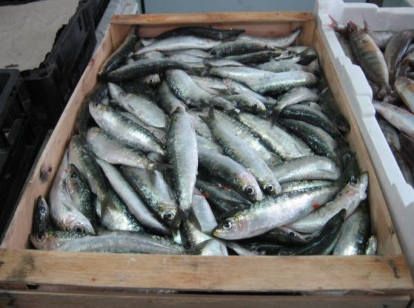 عزيز أخنوش: المغرب رائد في إنتاج سمك السردين على المستوى العالمي