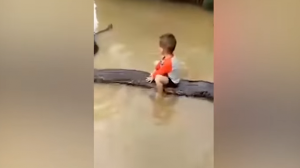 بالفيديو: طفل "يمتطي" ثعبانا عملاقا وسط فيضانات فيتنام