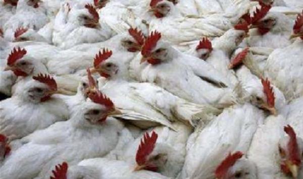 ذبح 20 ألف دجاجة صينية منعاً لتفشي انفلونزا الطيور