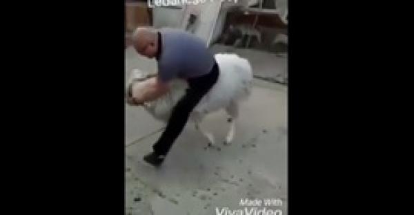 بالفيديو.. «خروف» يلقن رجلا حاول الركوب على ظهره «علقة ساخنة»