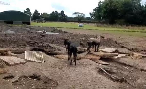 بالفيديو: كلاب ترتكب مجزرة بحق عشرات الجرذان