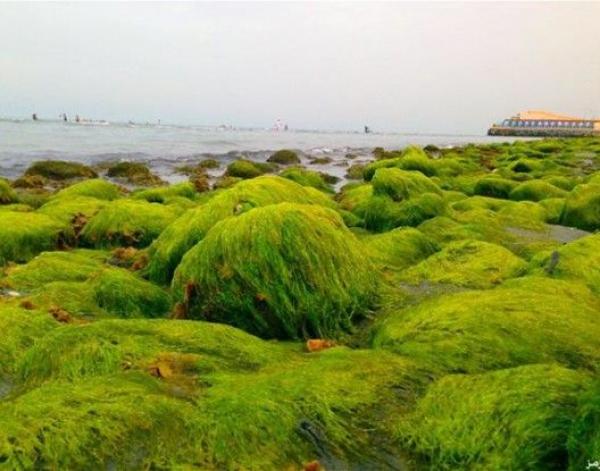 الطحالب الخضراء قد تكون مصدر الكهرباء في المستقبل
