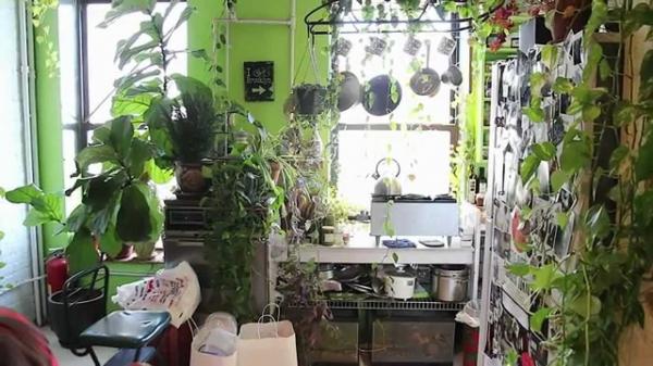 بالفيديو: أمريكية تحول منزلها إلى غابة استوائية