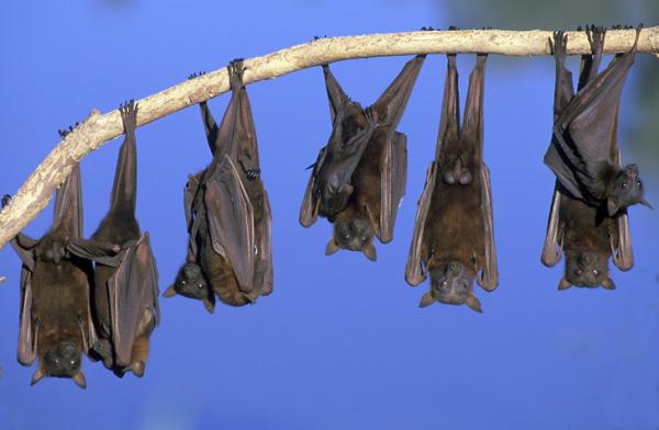 وفاة 12 شخصا في بيرو جراء إصابتهم بداء سعار الخفافيش