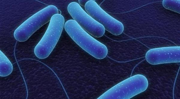 البكتريا المعوية تعالج متلازمة التمثيل الغذائي