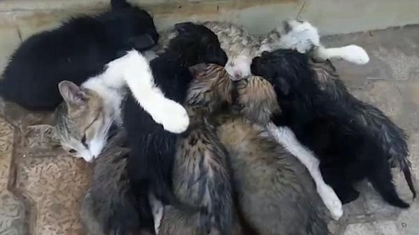بالفيديو: عجزت والدتهم عن إرضاعهم فتولت القطة المهمة