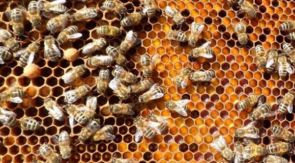 هل توفر بكتريا العسل مضادات حيوية بديلة؟