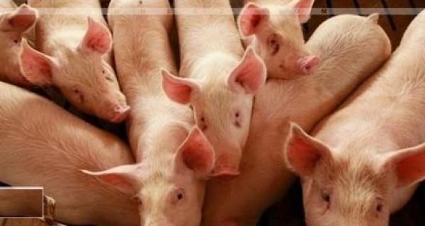 شركة روسية تعتذر للمسلمين لإطعامهم منتجاً يحتوي على لحم خنزير