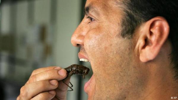 لهذا السبب ستضطر البشرية لتناول الحشرات بدل اللحم؟
