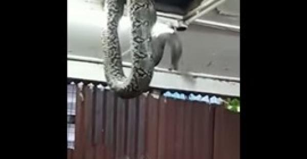 بالفيديو.. ثعبان عملاق يثير ذعر زبائن مطعم بعد سقوطه من السقف