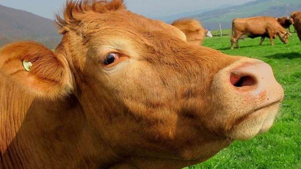علماء يحذرون: "البقر" سبب انتشار وباء قاتل!