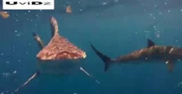 بالفيديو والصور.. غواص يسبح وسط أسماك القرش بفلوريدا