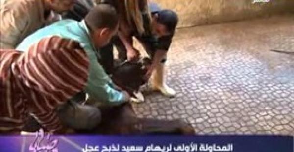 في مصر فقط...اعلامية تحاول ذبح عجل على الهواء مباشرة شاهدوا ماذا حصل !!