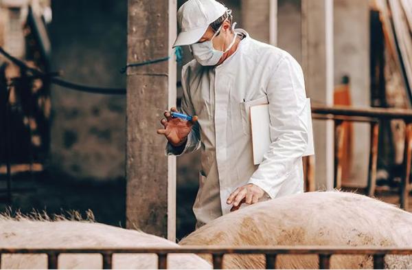 المنظمة العالمية لصحة الحيوان تحذر من لقاح فيتنامي ضد حمى الخنازير