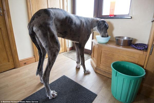 بالفيديو: تعرف على أطول كلب في العالم